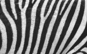 Zebra skin human health 