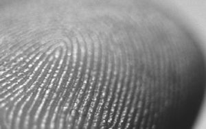 Fingerprint staphylococci