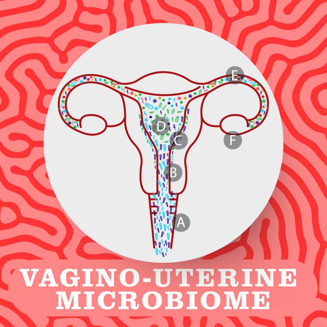 vagino-uterine microbiome diagram