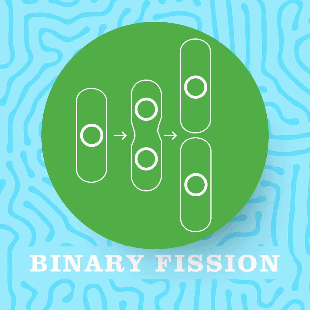 Prokaryote asexual reproduction - binary fission diagram showing replication of bacteria splitting from 1 to 2